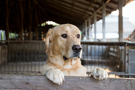 布朗狗站着等笼子背景的过去朋友爪子宠物动物犬类舌头微笑哺乳动物牙齿猎犬图片