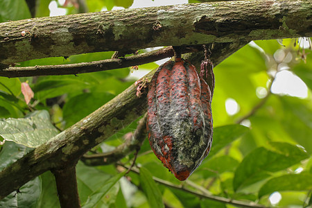 有果实的可可树 棕色可可豆荚生长在树上 可可种植园 印度尼西亚巴厘岛巧克力农场的浅棕色可可豆荚在树枝和树干上生长的特写粮食味道活图片