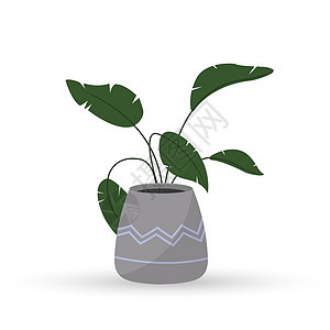 盆中的室内绿色植物 简单的设计背景图片