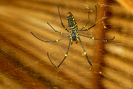 或金色圆网蜘蛛的底视图 巨型香蕉蜘蛛正在他的网上等待猎物 蜘蛛宏观特写镜头在狂放的亚洲巴厘岛的 来自东南亚的大型彩色蜘蛛野生动物图片