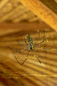 或金色圆网蜘蛛的底视图 巨型香蕉蜘蛛正在他的网上等待猎物 蜘蛛宏观特写镜头在狂放的亚洲巴厘岛的 来自东南亚的大型彩色蜘蛛日光陷阱图片