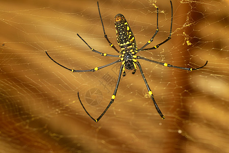 或金色圆网蜘蛛的底视图 巨型香蕉蜘蛛正在他的网上等待猎物 蜘蛛宏观特写镜头在狂放的亚洲巴厘岛的 来自东南亚的大型彩色蜘蛛羽毛丝绸图片
