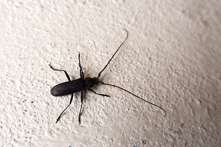 墙上隔离的棕长角甲虫图片