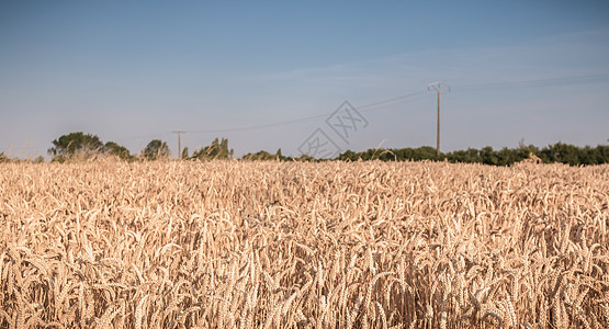 小麦田在收割前刚成熟太阳农村场地土地阳光天空金子日落谷物季节图片