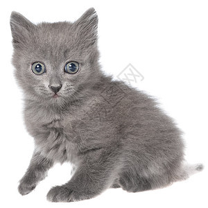 小灰白长毛小猫坐着猫科动物长发灰色猫咪小动物宝贝宠物动物图片