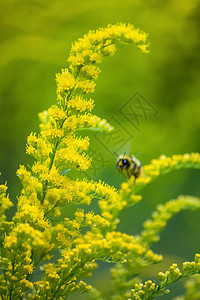 美丽的黄色金色花朵和蜜蜂花粉熊蜂晴天草本绿色医疗阳光昆虫黄花植物图片