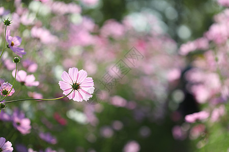 粉红宇宙花后观花花园 有柔软的粉红色布基背景草地花瓣植物群植物院子叶子晴天季节环境场地图片