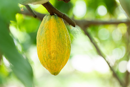 Cacao 树 天然有机可可果豆可可巧克力收成水果果园植物季节情调雨林叶子图片