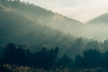 迷雾的地貌 以时长古老的回溯风格带森林顶峰风景环境松树明信片公园首脑潮人场景旅行图片