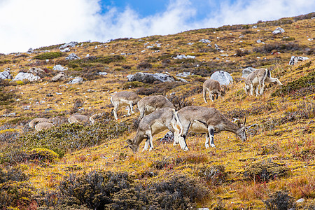 查莫瓦 鲁皮卡普拉立比卡普拉 在岩石山上 森林在后方喇叭天堂麂皮奶奶岩石山羊野生动物动物远足旅行图片