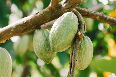 Cacao 树 天然有机可可果豆水果雨林可可季节种植园丛林森林种子情调叶子图片