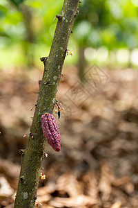 Cacao 树 天然有机可可果豆植物园艺收成生长水果森林季节果园雨林可可图片