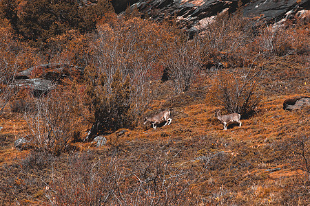 查莫瓦 鲁皮卡普拉立比卡普拉 在岩石山上 森林在后方天堂哺乳动物公园父母麂皮石头野生动物奶奶旅行喇叭图片