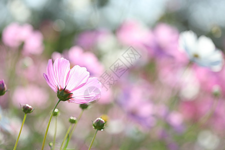 粉红宇宙花后观花花园 有柔软的粉红色布基背景季节植物院子草地植物群叶子花瓣环境晴天植物学图片