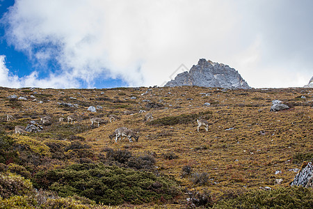 查莫瓦 鲁皮卡普拉立比卡普拉 在岩石山上 森林在后方旅行岩石毛皮国家石头动物野生动物麂皮山羊天堂图片