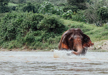 亚洲大象 在泰国深森林中具有自然特征的亚洲大象公园骑术植物群荒野树干动物群野生动物丛林喇叭国家图片