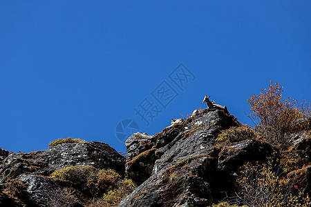 查莫瓦 鲁皮卡普拉立比卡普拉 在岩石山上 森林在后方石头奶奶天堂远足国家母亲旅行野生动物毛皮动物图片