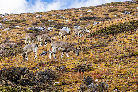 查莫瓦 鲁皮卡普拉立比卡普拉 在岩石山上 森林在后方国家父母奶奶野生动物母亲毛皮公园山羊荒野哺乳动物图片