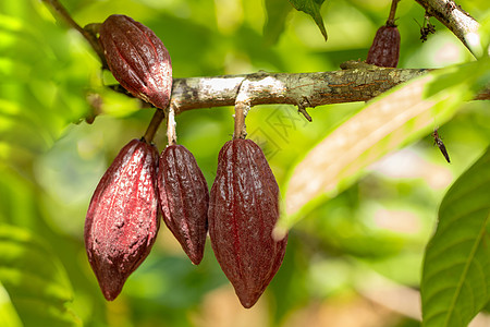 Cacao 树 天然有机可可果豆情调收成巧克力季节种子植物异国园艺植物学生长图片