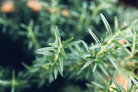 新鲜的罗斯玛丽赫布在户外生长 迷迭香离奇甲虫化学品香气鞘翅草本植物芳香植物植物学漏洞图片