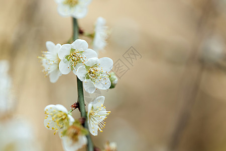 春花花绿树白照片植物白色李子梅花库存粉红色蓝天美丽蓝色背景图片