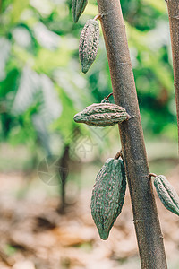 Cacao 树 天然有机可可果豆树干情调丛林异国烘烤种植园食物种子巧克力水果图片