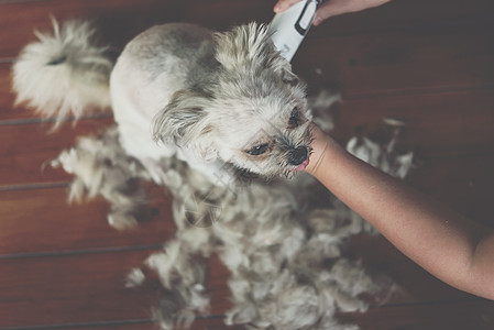 头发炸毛快乐的贵宾犬高清图片