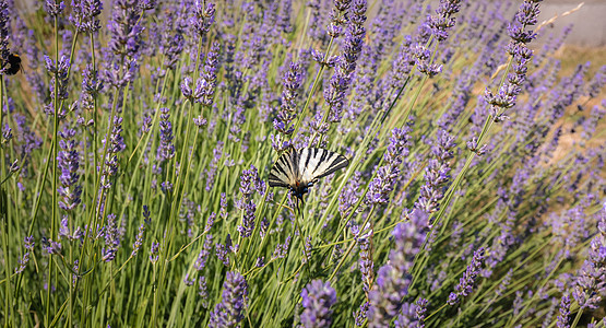 伊菲克立得阿帕利里乌斯 以紫色的脚飞翔花园荒野植物宏观草地昆虫保护晴天足部翅膀图片