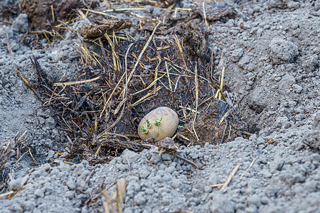 肥料在地面小坑中的马铃薯管式机花园种植园种子生产农场植物发芽土地播种农民图片