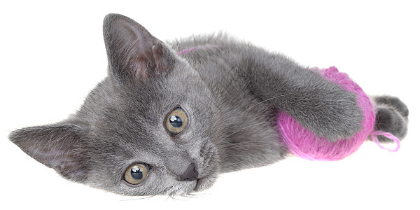 小灰色短发小猫咪躺下 玩线状伊索尔之球图片