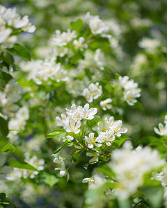 开花的苹果树分枝花瓣季节植物群花朵花园背景白色植物绿色花卉图片