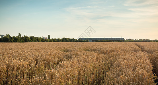 小麦田在收割前刚成熟收成耳朵大麦地平线面包日落季节晴天粮食土地图片