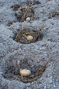 肥料在地面小坑中的马铃薯管式机农业种子生产块茎种植园生态植物生长花园栽培图片