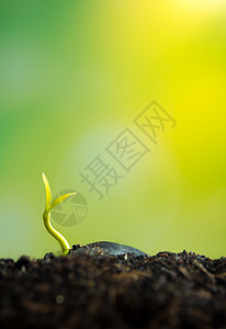 新鲜的新生命 年轻植物幼苗的叶子森林土壤宏观生长树苗绿色生态生活植物学图片