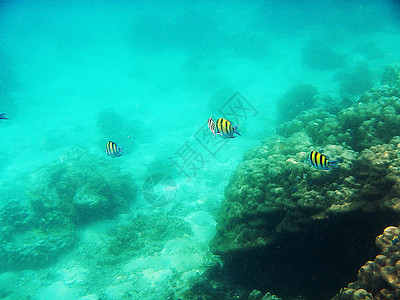 海底的美丽珊瑚珊瑚色海景热带呼吸管旅游水族馆海上生活风景潜水勘探图片