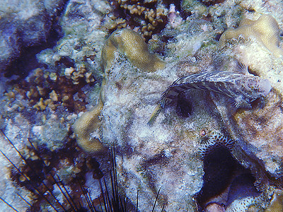 海底的美丽珊瑚潜水海上生活珊瑚色勘探海景热带气候水生生物动物游泳图片