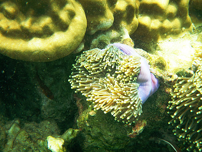 海底的海风珊瑚海葵野生动物多样性太阳旅行海洋浮潜生物潜水图片