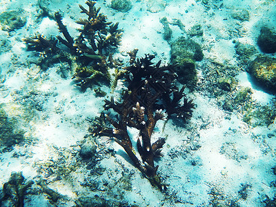 海底的美丽珊瑚水族馆色彩动物潜水勘探旅游游泳浮潜水生生物旅行图片