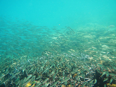一组海底鱼群潜水动物野生动物环境学校游泳珊瑚运动海浪海洋图片