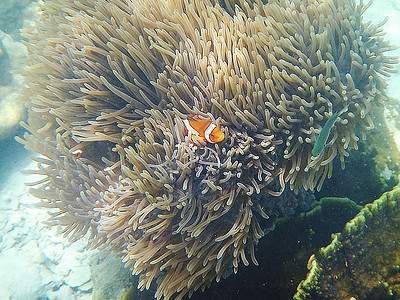假小丑阿内莫尼鱼与海底海礼仪珊瑚潜水荒野野生动物两栖动物游泳珊瑚礁盐水海洋橙子图片