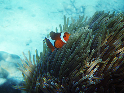 假小丑阿内莫尼鱼与海底海礼仪动物橙子水族馆海洋潜水珊瑚摄影游泳盐水两栖动物图片