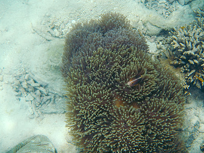 假小丑阿内莫尼鱼与海底海礼仪潜水动物触手热带珊瑚礁居住生活两栖动物热带鱼野生动物图片
