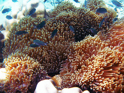 假小丑阿内莫尼鱼与海底海礼仪热带潜水珊瑚礁珊瑚橙子游泳两栖动物单眼皮摄影野生动物图片