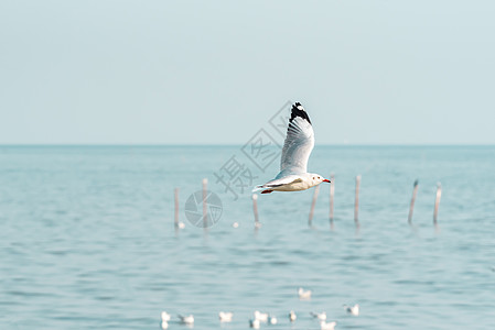 鸟类海鸥在自然海洋的天空上飞翔恐慌花园野生动物相片羽毛公园观鸟摄影海鸟花斑图片