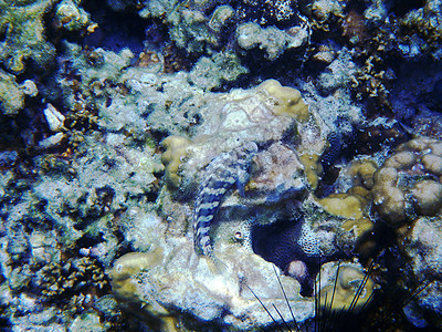 海底的美丽珊瑚游泳目的地色彩摄影呼吸管热带野生动物珊瑚色动物地球图片