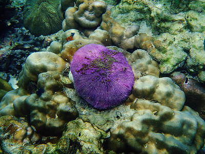 海底的美丽珊瑚勘探水族馆假期浮潜气候热带水生生物珊瑚色旅行呼吸管图片