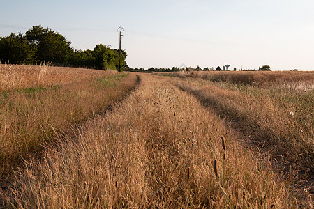 小麦田旁有高草的乡村公路土地天空途径农村地平线摄影阳光远足农场场景图片