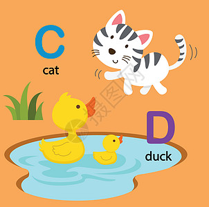 插图孤立字母表字母 C 猫 D 鸭 vecto图片
