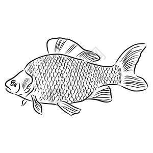 手绘草图海鲜矢量黑白复古插图鲑鱼 白色背景上的孤立对象 菜单设计墨水蚀刻厨房雕刻生活食物市场标识艺术美食图片
