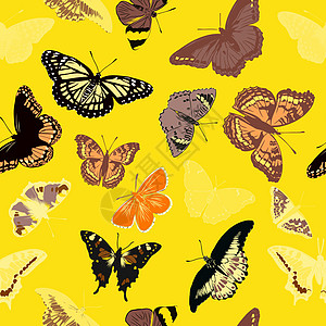 现实蝴蝶的无缝模式 它制作图案矢量图插图绘画织物装饰品热带野生动物异国艺术墙纸昆虫图片